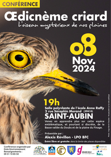 Oedicnème criard, l'oiseau mystérieux de nos plaine