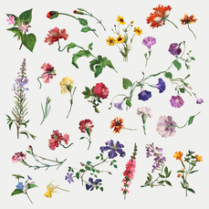 Atelier : Créer son Herbier Sauvage