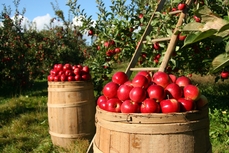 Taille au vert des arbres fruitiers