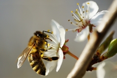 Abeilles et compagnie