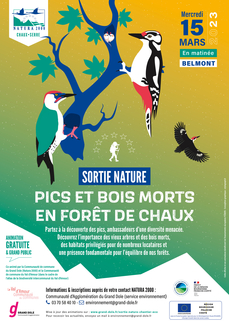 Pics et bois mort en Forêt de Chaux