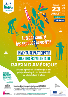 Raisin d'Amérique dans le Massif de la Serre