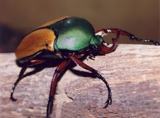 Atelier famille: Insectes et compagnie NOUVEAUTÉ