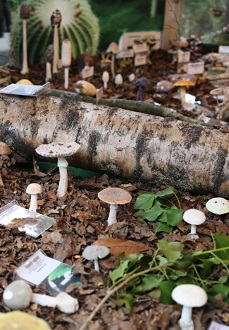 Exposition mycologique et botanique