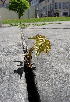 Balade urbaine à la découverte des plantes sauvages de nos rues